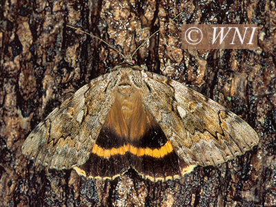 Yellow-banded Underwing (Catocala cerogama)